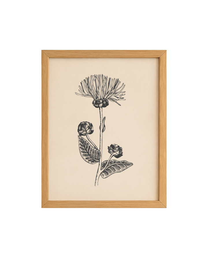 Cuadro Diseño Botánico - 35 x 25 cm