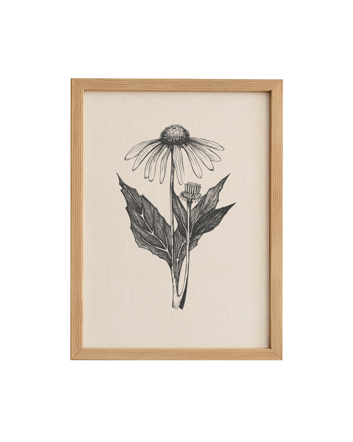 Cuadro Diseño Botánico - 40 x 30 cm