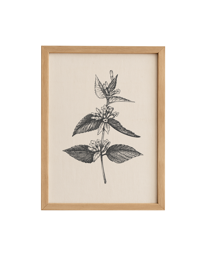 Cuadro Diseño Botánico - 40 x 30 cm