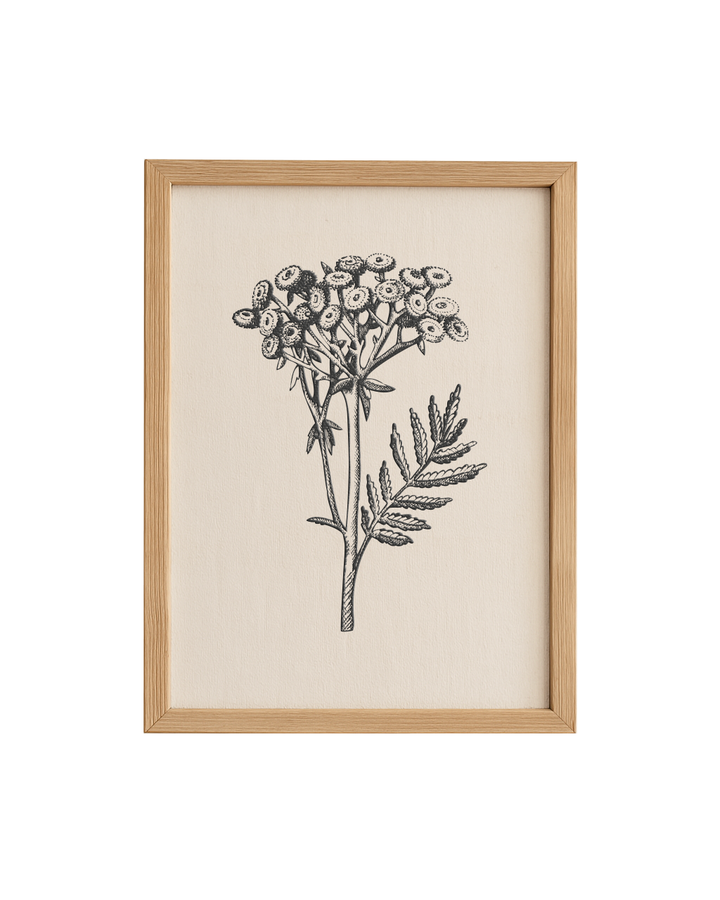 Cuadro Diseño Botánico - 40 x 30 cm