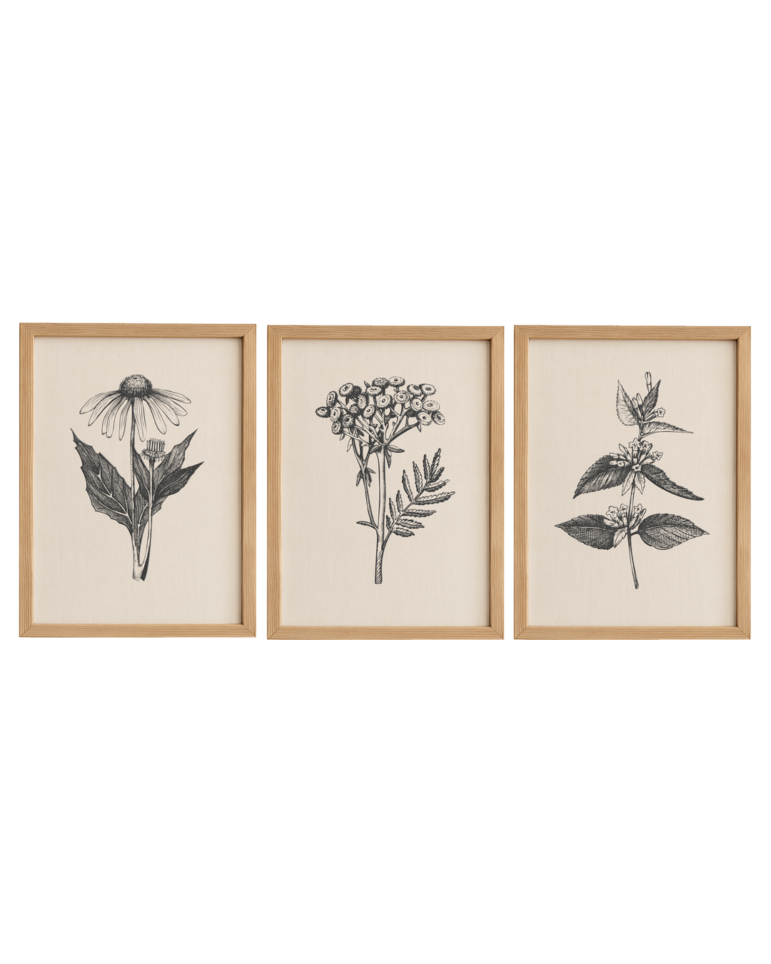 Cuadro Diseño Botánico - 40 x 30 cm
