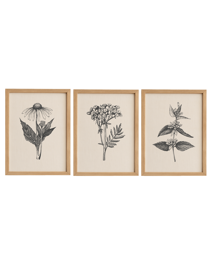 Cuadro Diseño Botánico - 40 x 30 cm