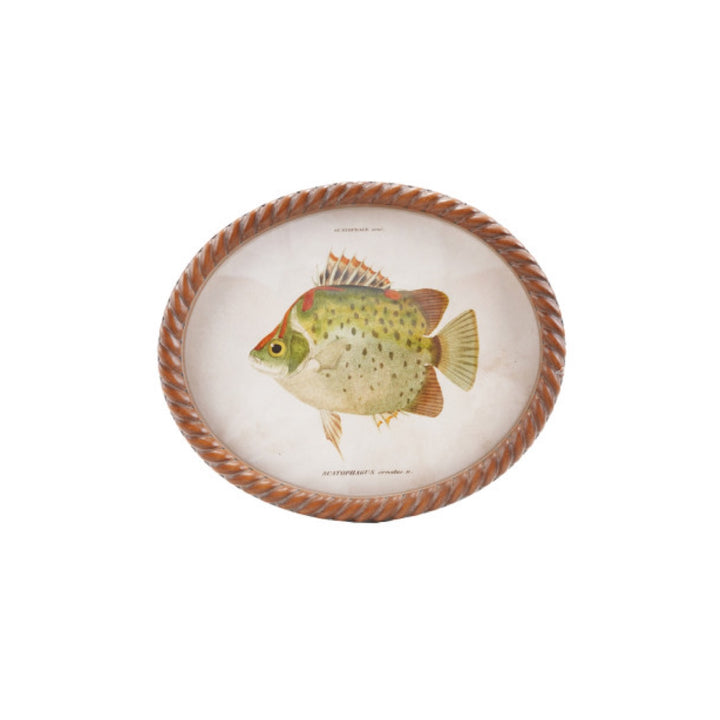 Cuadro Oval Pez, 6 estilos