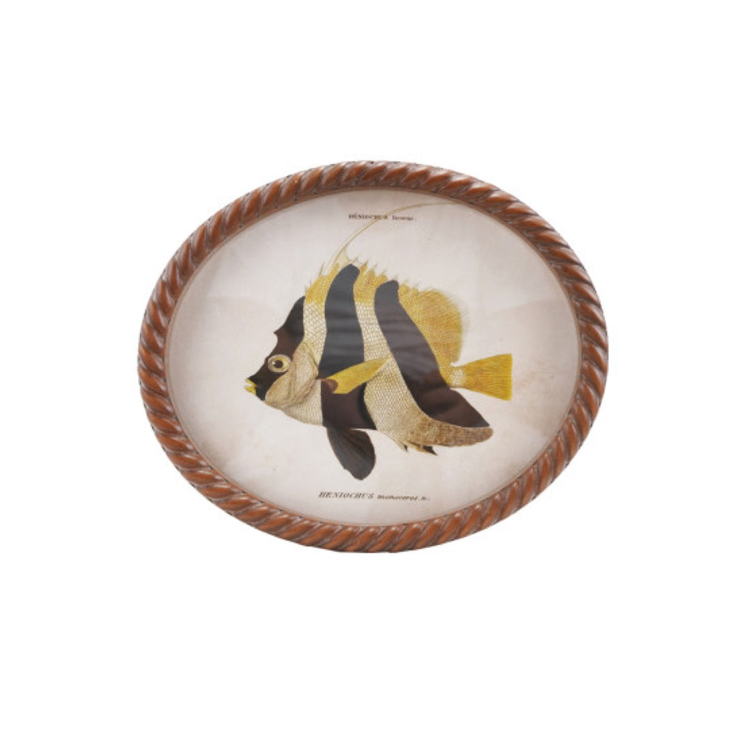 Cuadro Oval Pez, 6 estilos