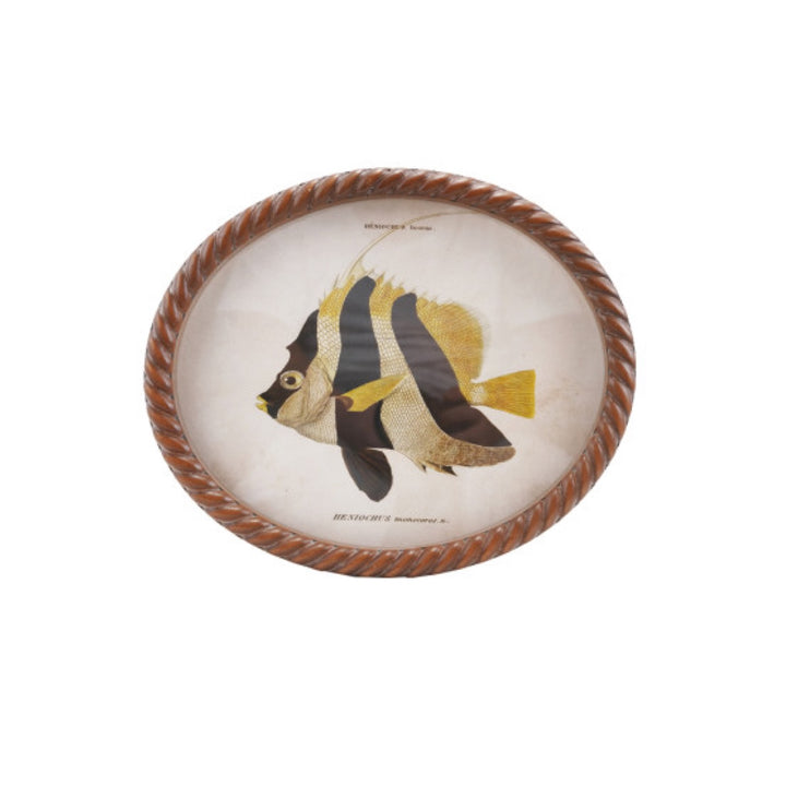Cuadro Oval Pez, 6 estilos