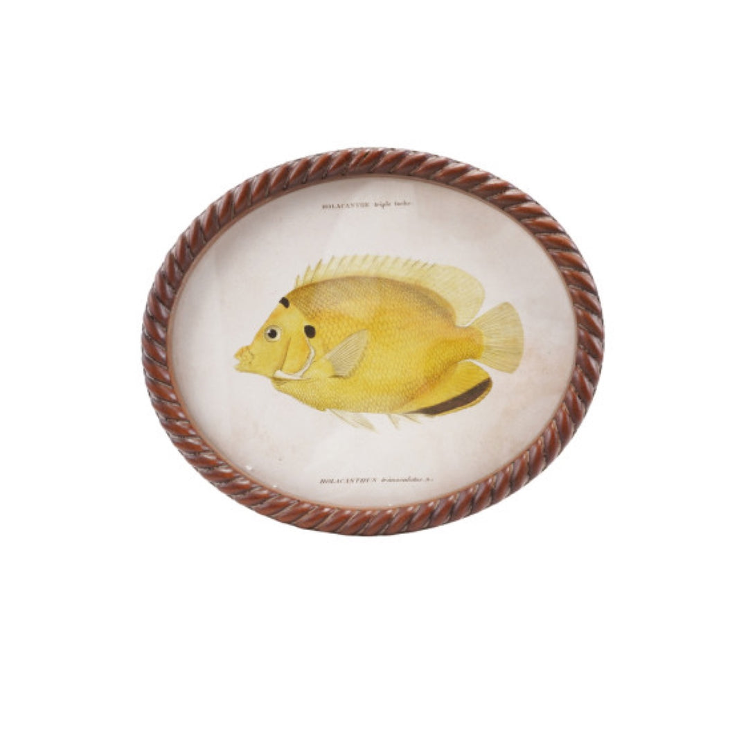 Cuadro Oval Pez, 6 estilos