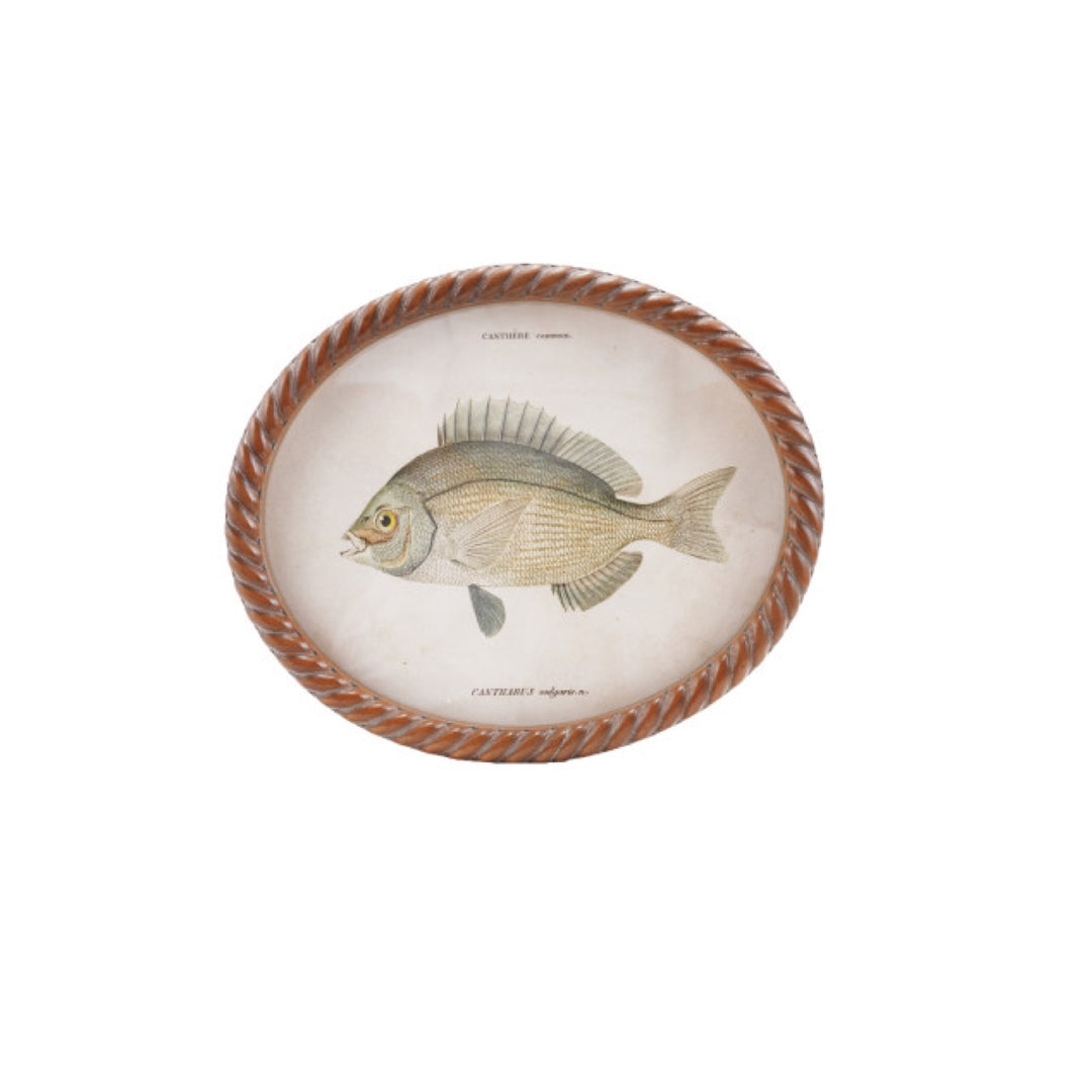 Cuadro Oval Pez, 6 estilos